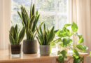 Indoor Houseplants